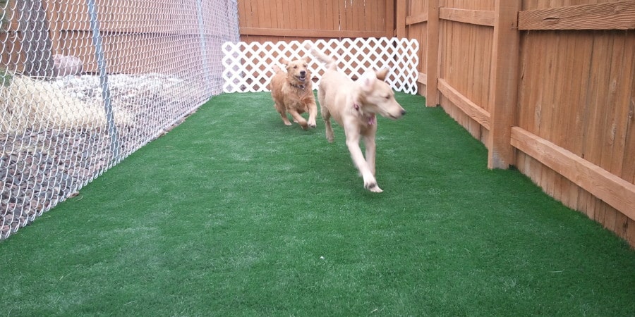 5 Crazy Fun Ideas Using Artificial Grass for Dogs in Stockton