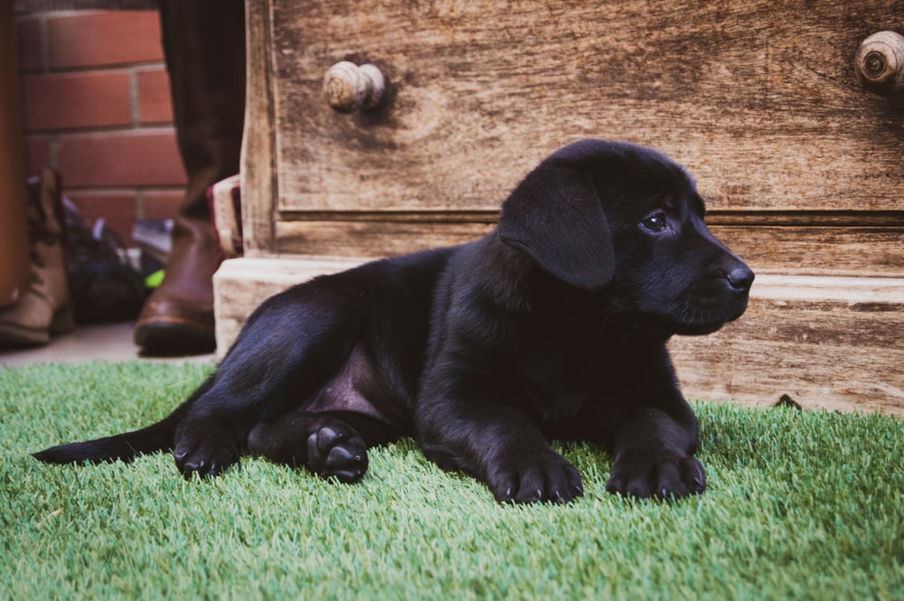 Cleaner and Safer Pet Spaces: The Benefits of Artificial Grass for Dogs in Stockton