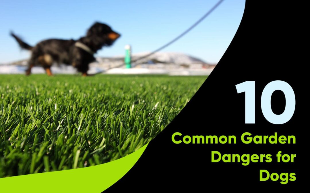 Is Your Dog Getting Sick from Your Yard? Try Artificial Grass for Dogs in Stockton