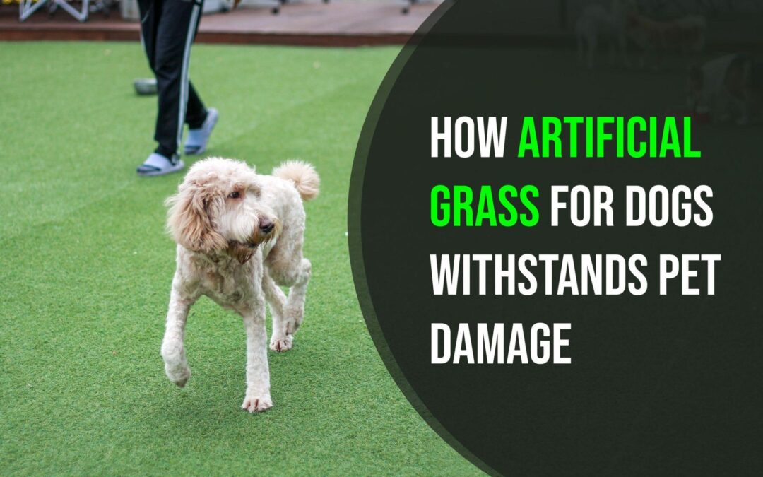 Can Pets Destroy Artificial Grass for Dogs in Stockton?