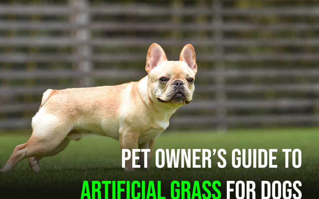 The Ultimate Guide to Artificial Grass for Dogs in Stockton
